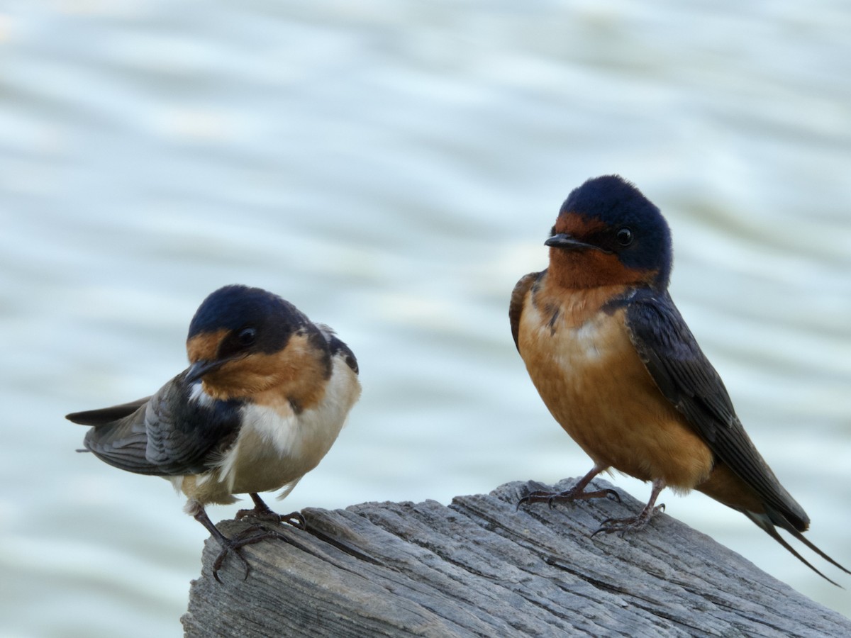 Barn Swallow - ML638302205