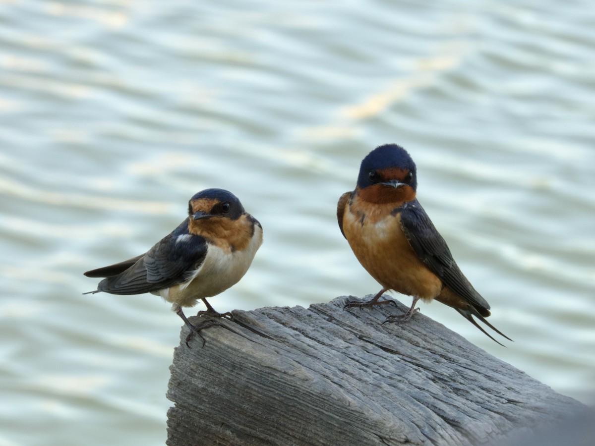 Barn Swallow - ML638302206