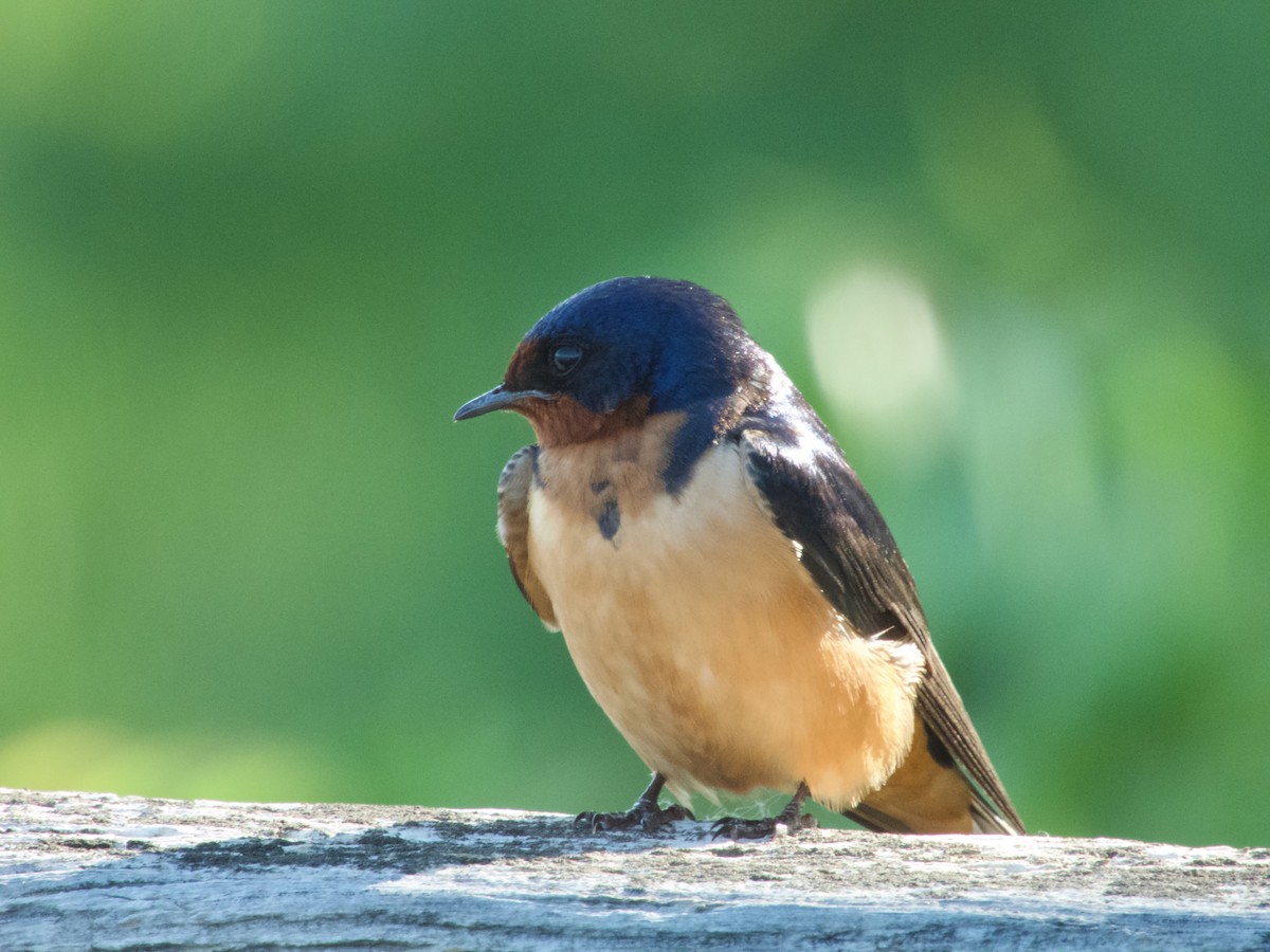 Barn Swallow - ML638302207