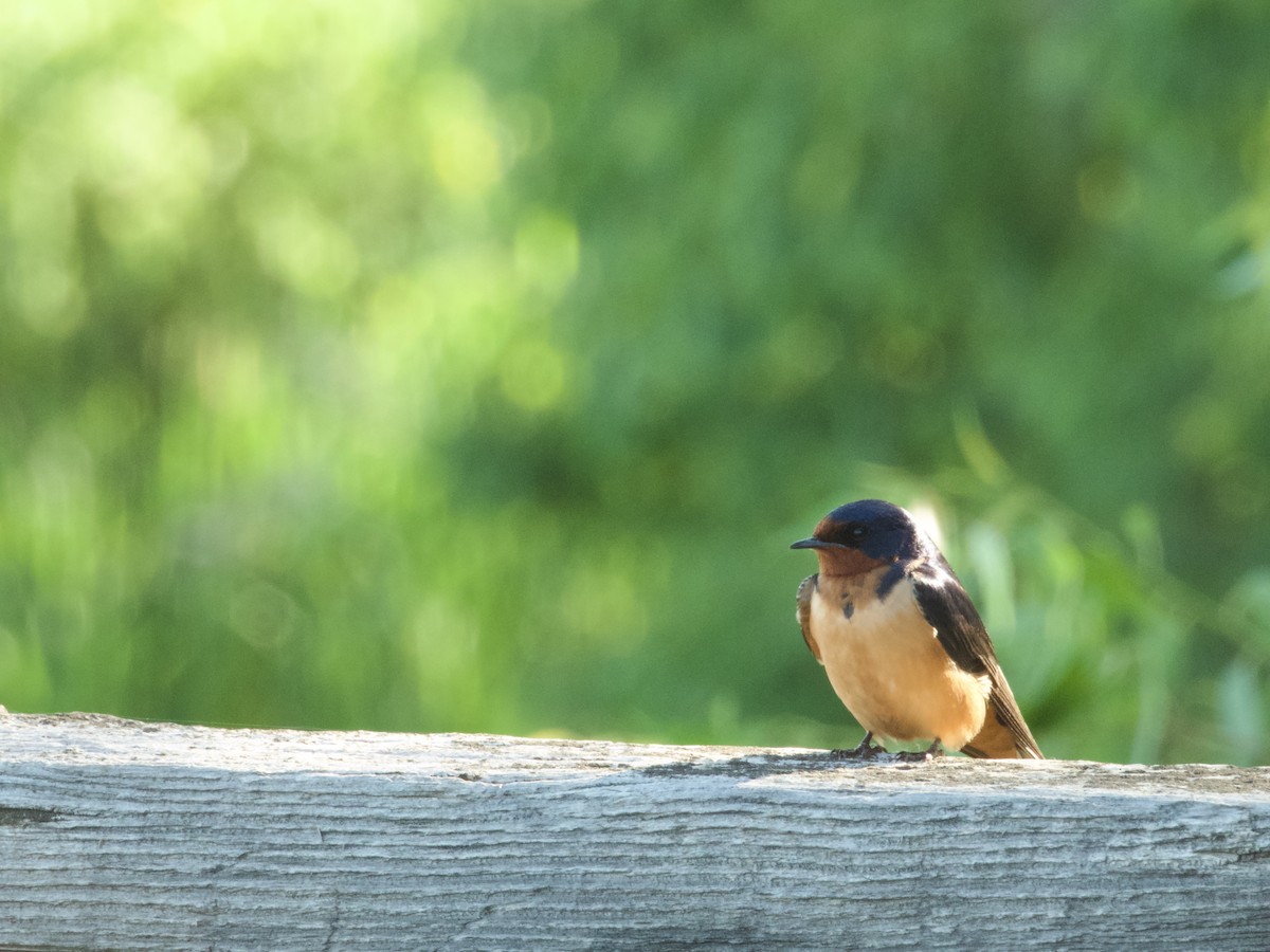 Barn Swallow - ML638302208