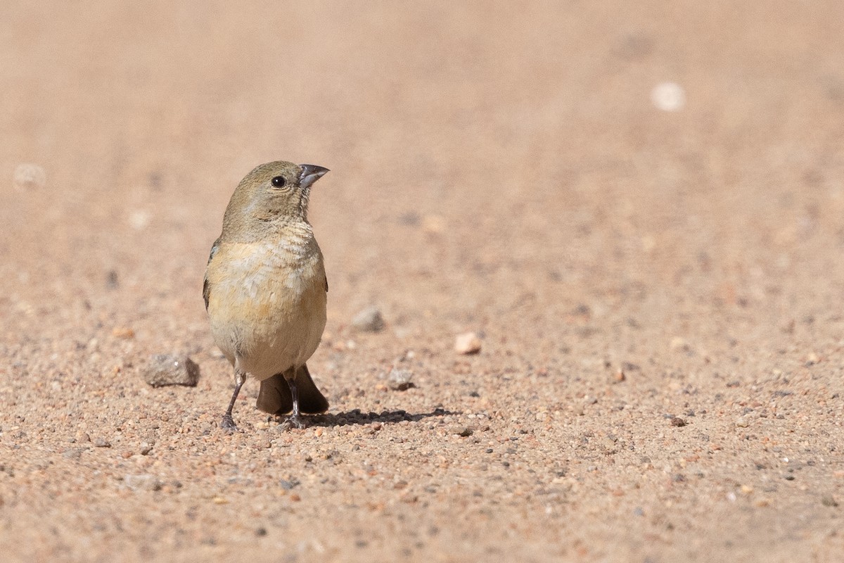 Lazuli Bunting - ML638302211