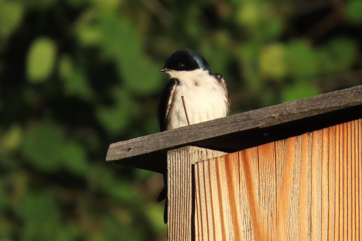 Tree Swallow - ML638302213