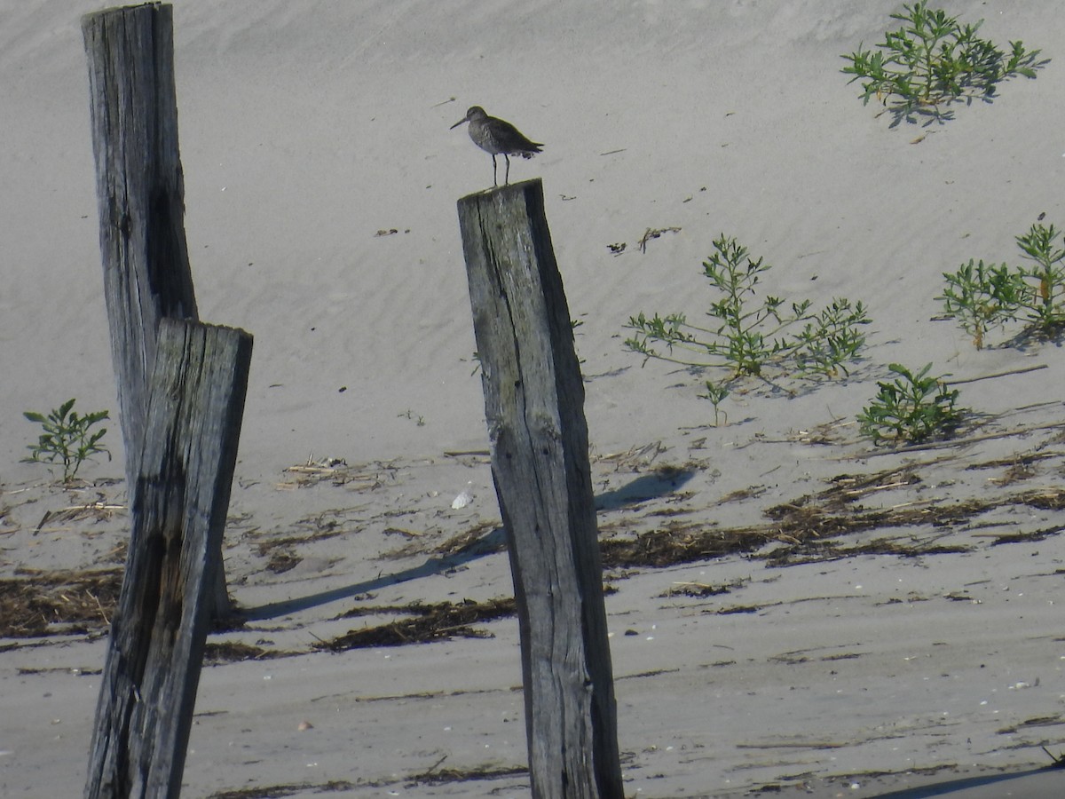 Willet - ML638302217