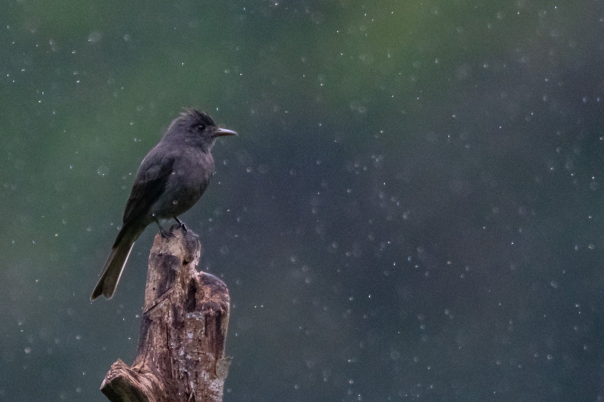 Smoke-colored Pewee - ML638302220