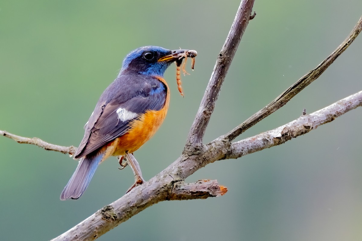 Blue-capped Rock-Thrush - ML638302224