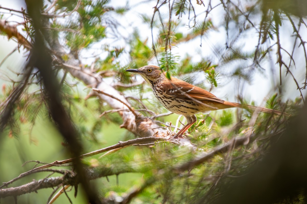 Brown Thrasher - ML638302235