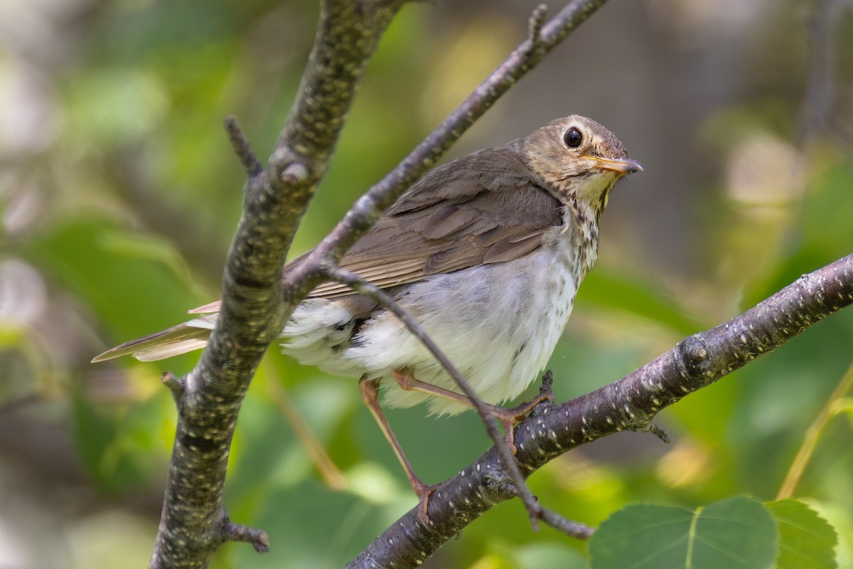 Swainson's Thrush - ML638302246