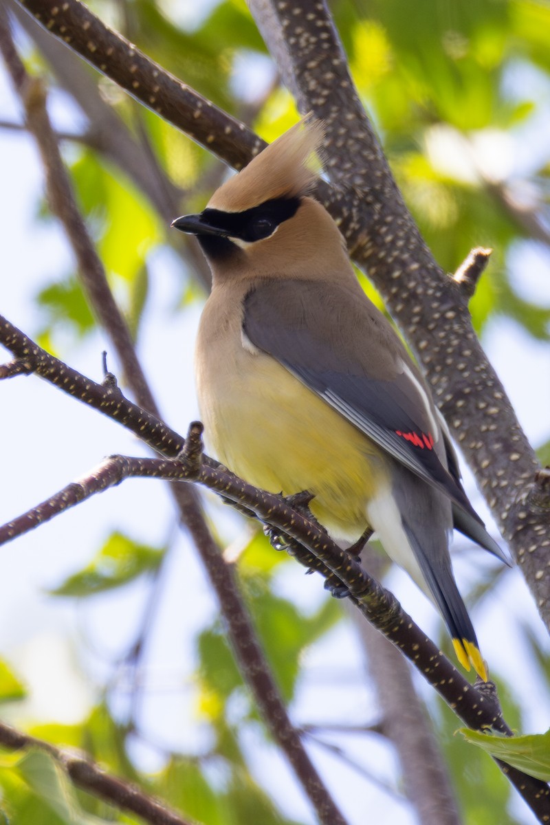 Cedar Waxwing - ML638302247