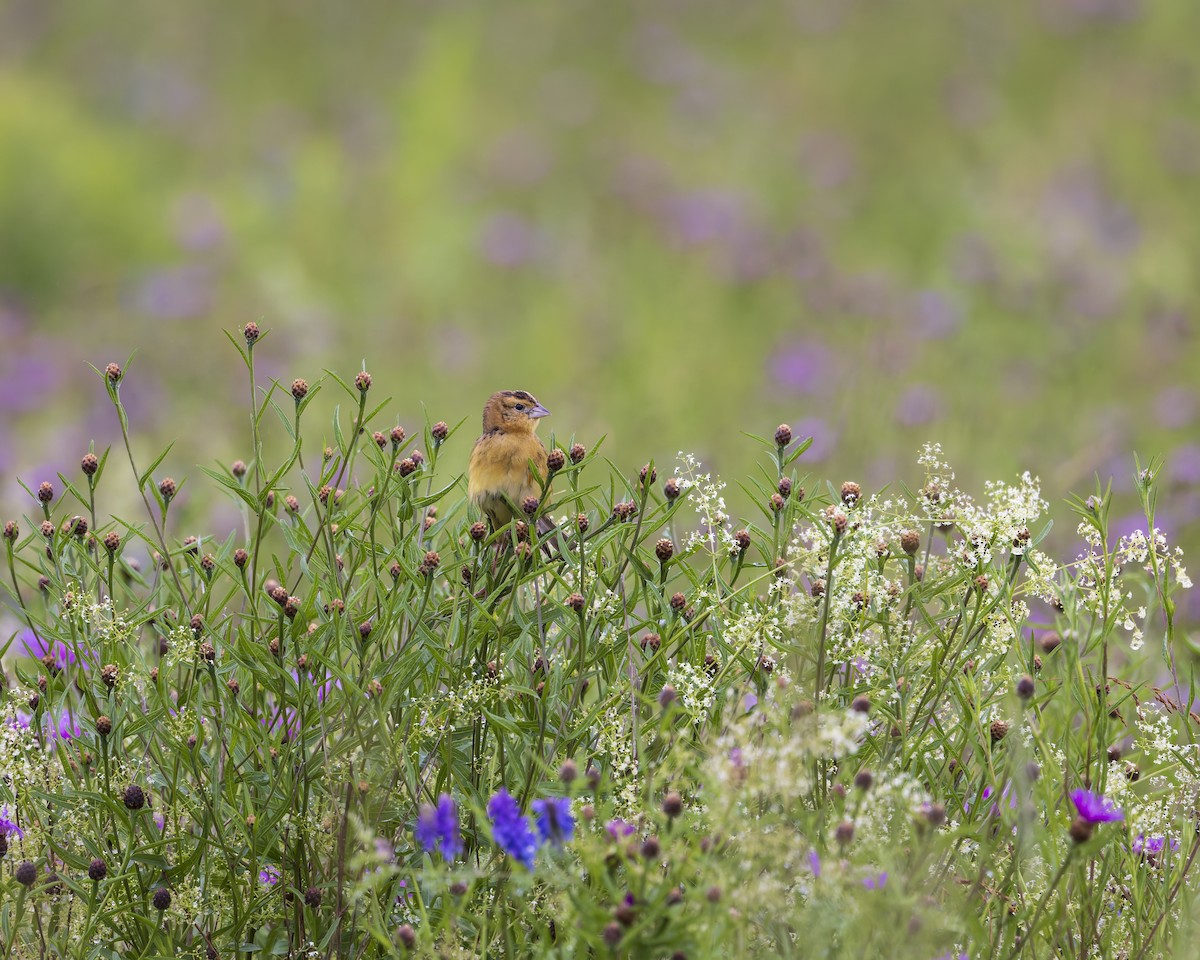 bobolink americký - ML638302258