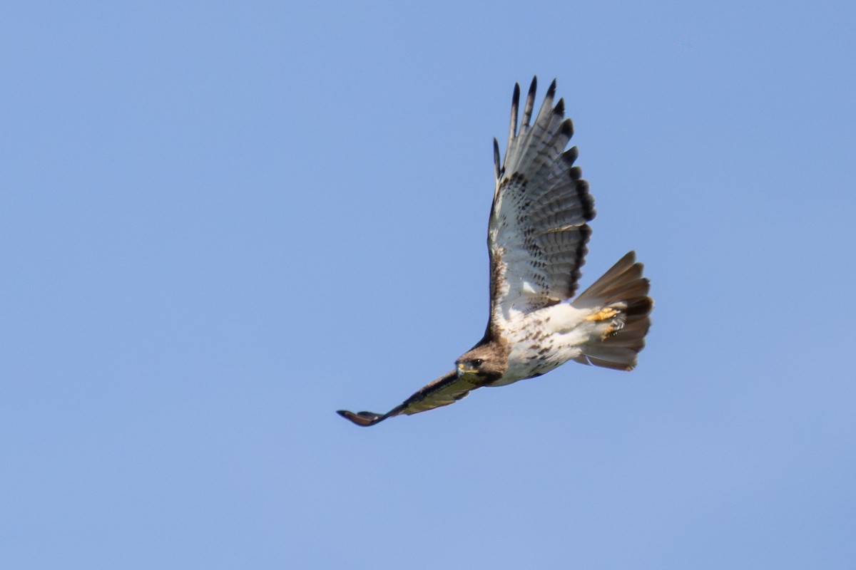 Red-tailed Hawk - ML638302259