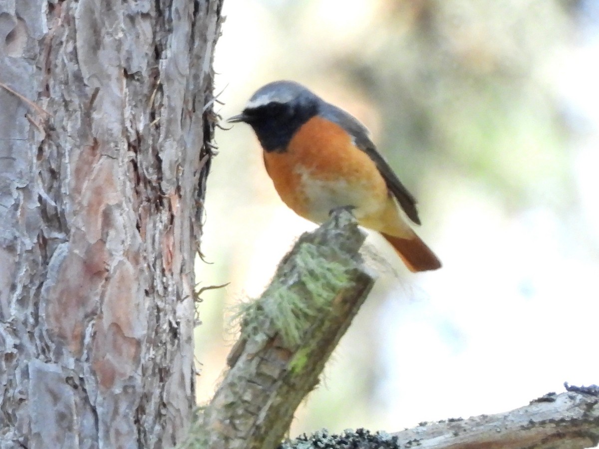 Common Redstart - ML638302265
