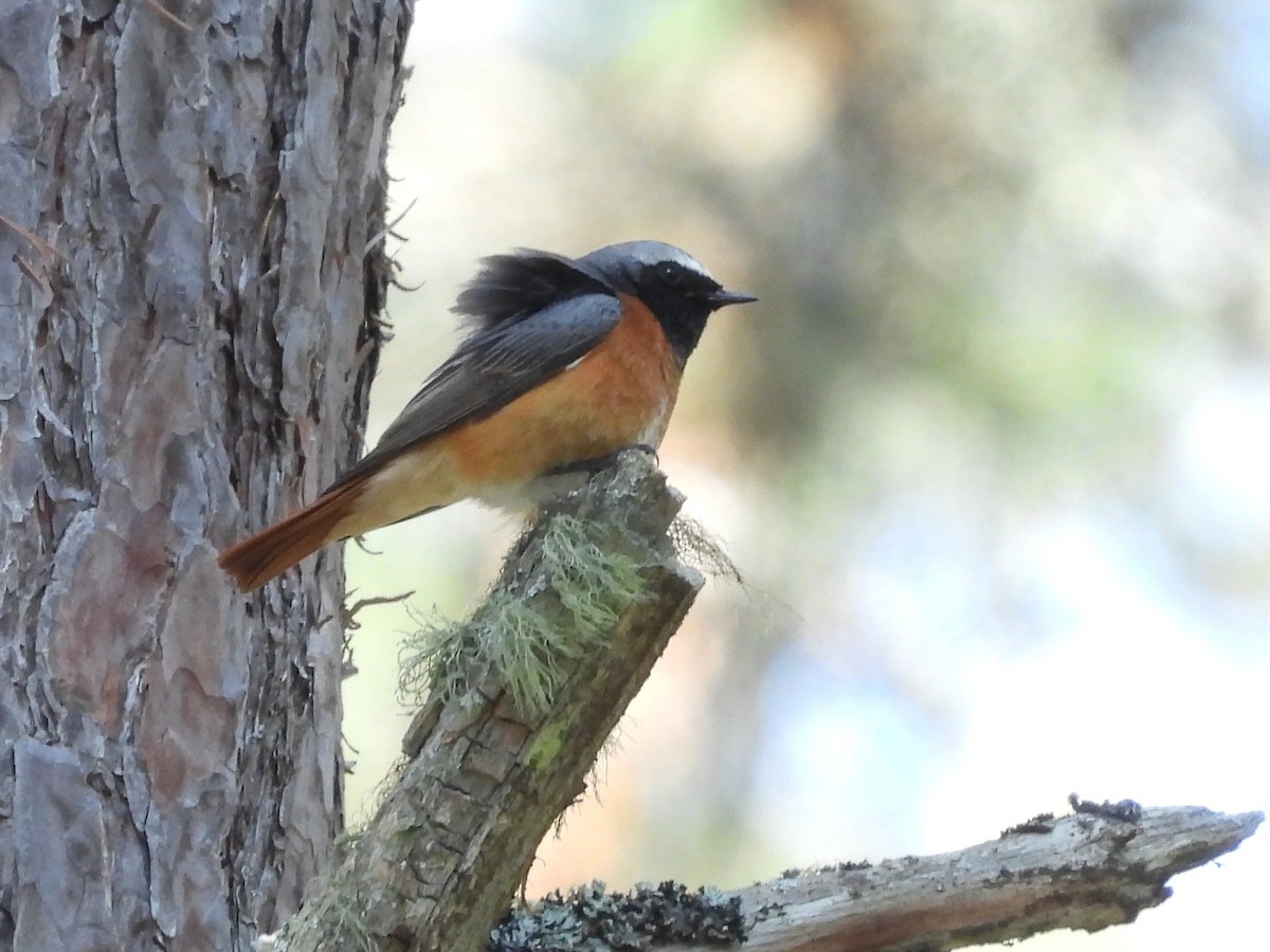 Common Redstart - ML638302266