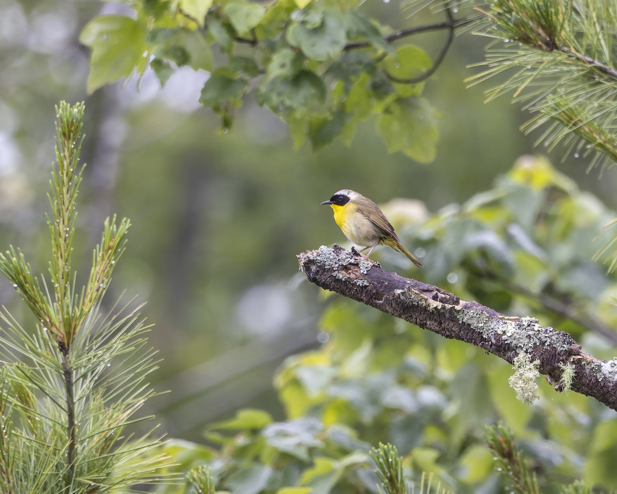Common Yellowthroat - ML638302267