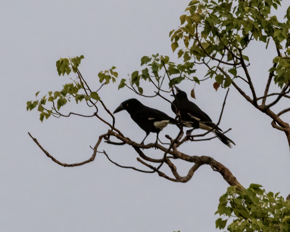 Pied Currawong - ML638302273