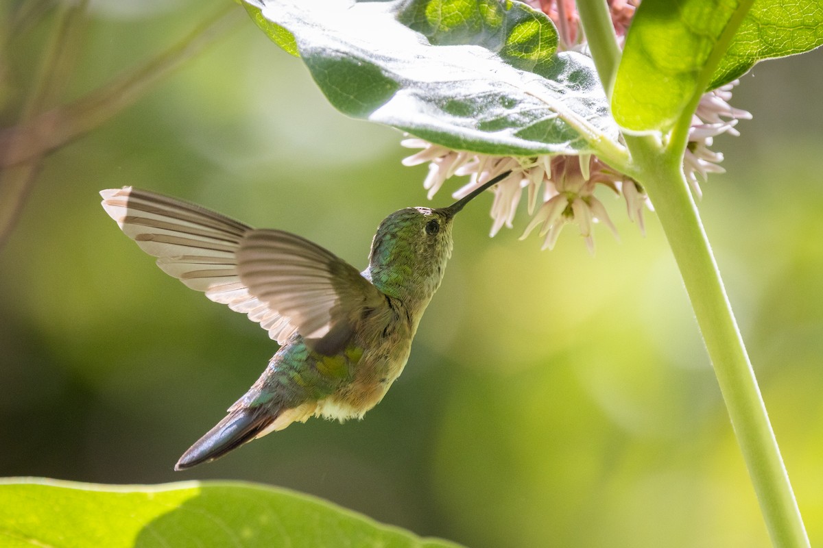 Broad-tailed Hummingbird - ML638302275