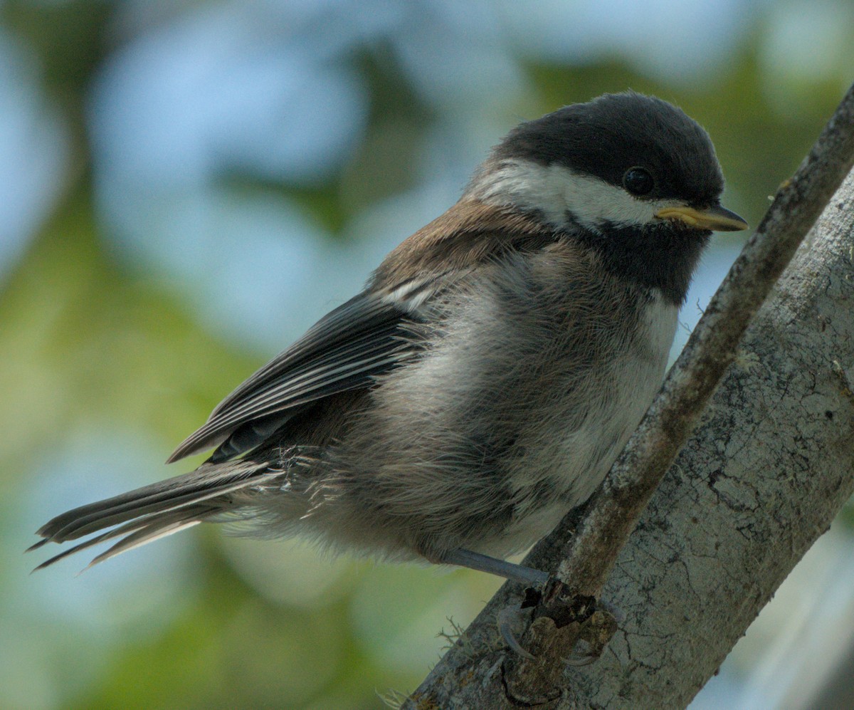 Chestnut-backed Chickadee - ML638302298