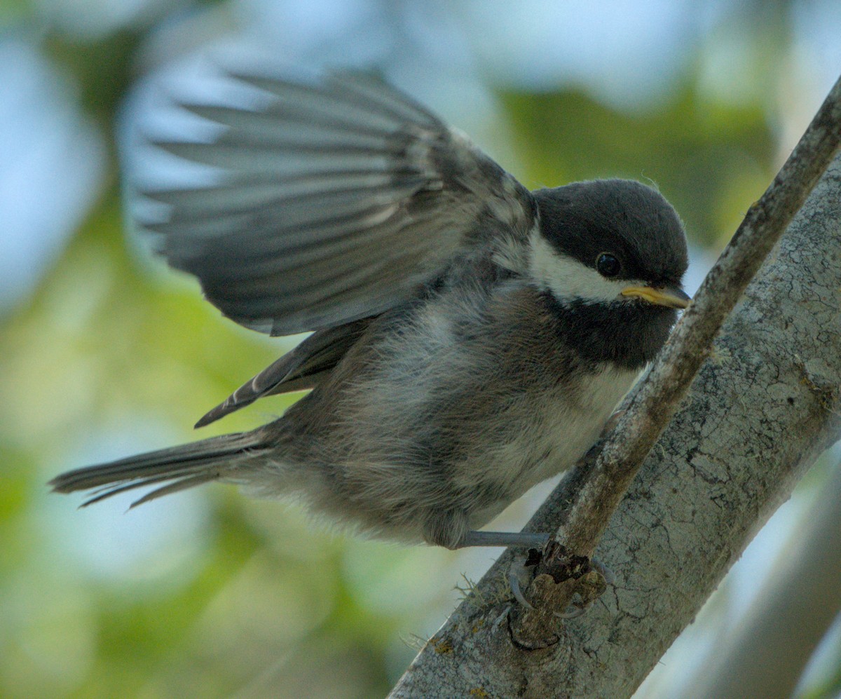 Chestnut-backed Chickadee - ML638302300