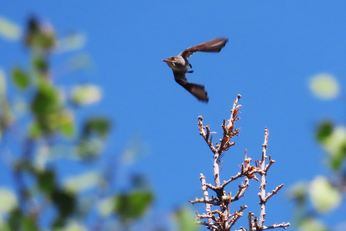 Olive-sided Flycatcher - ML638302307