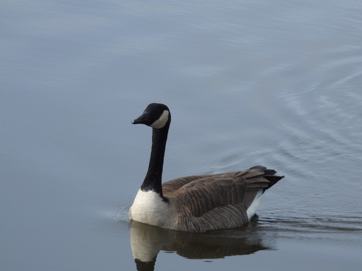 Canada Goose - Ananth Ramaswamy