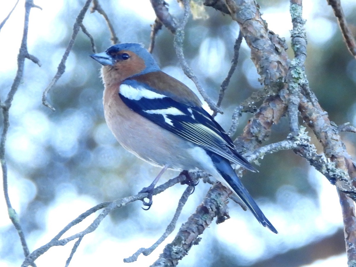 Common Chaffinch - ML638302315