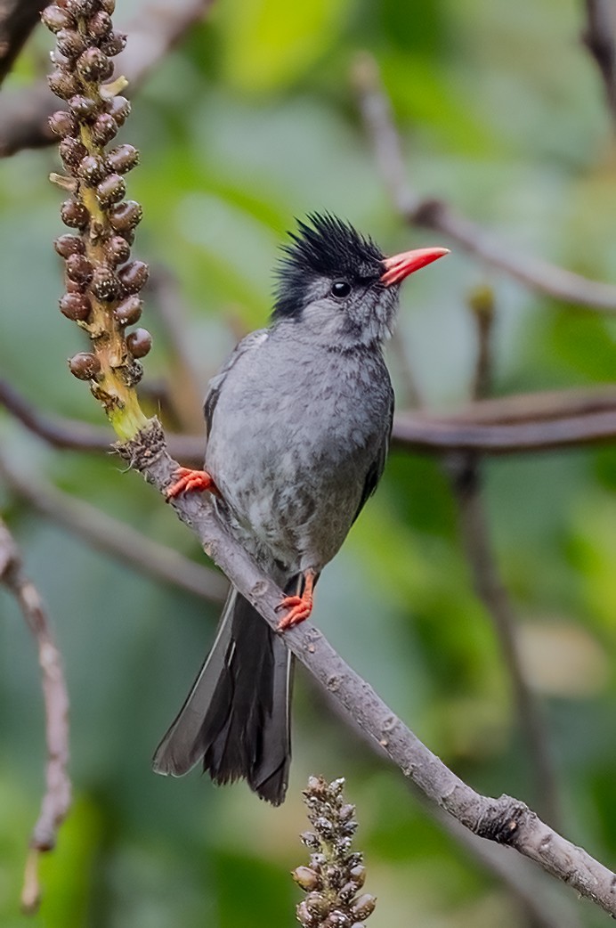 Black Bulbul - ML638302321