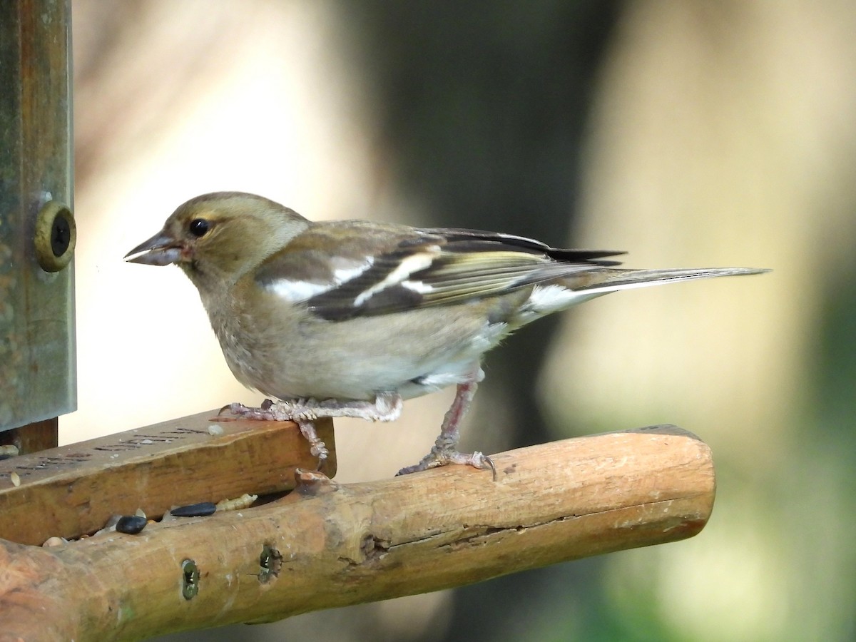 Common Chaffinch - ML638302329