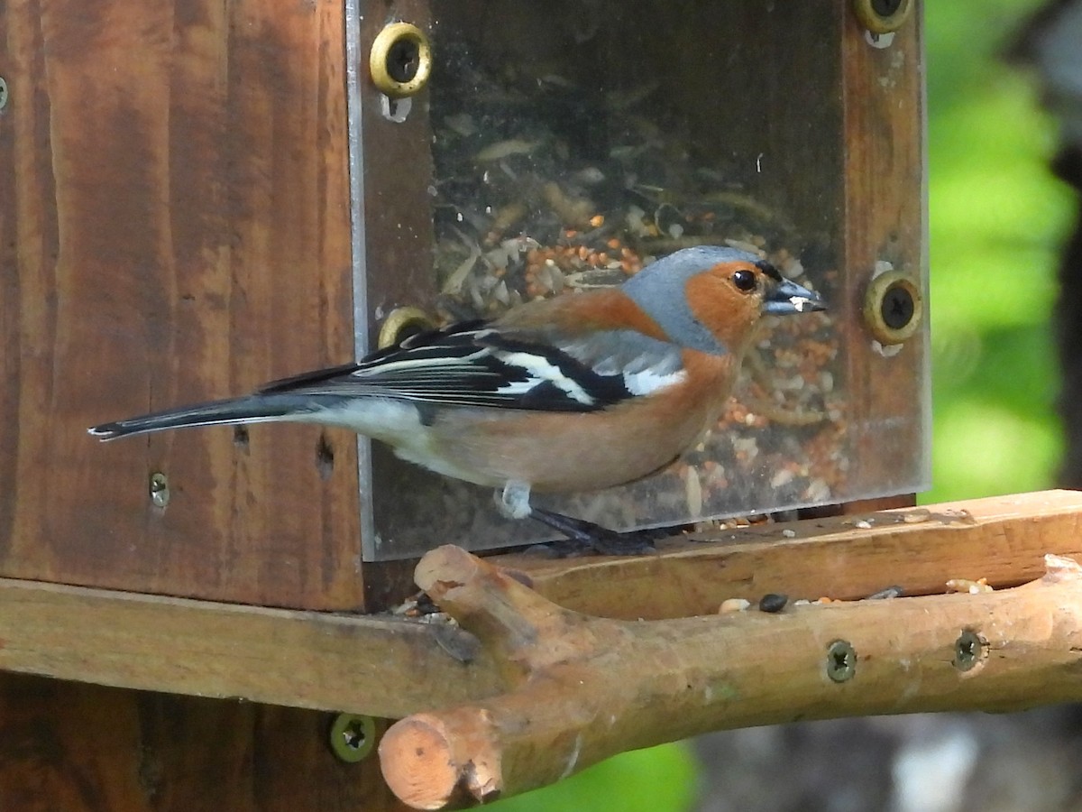 Common Chaffinch - ML638302330