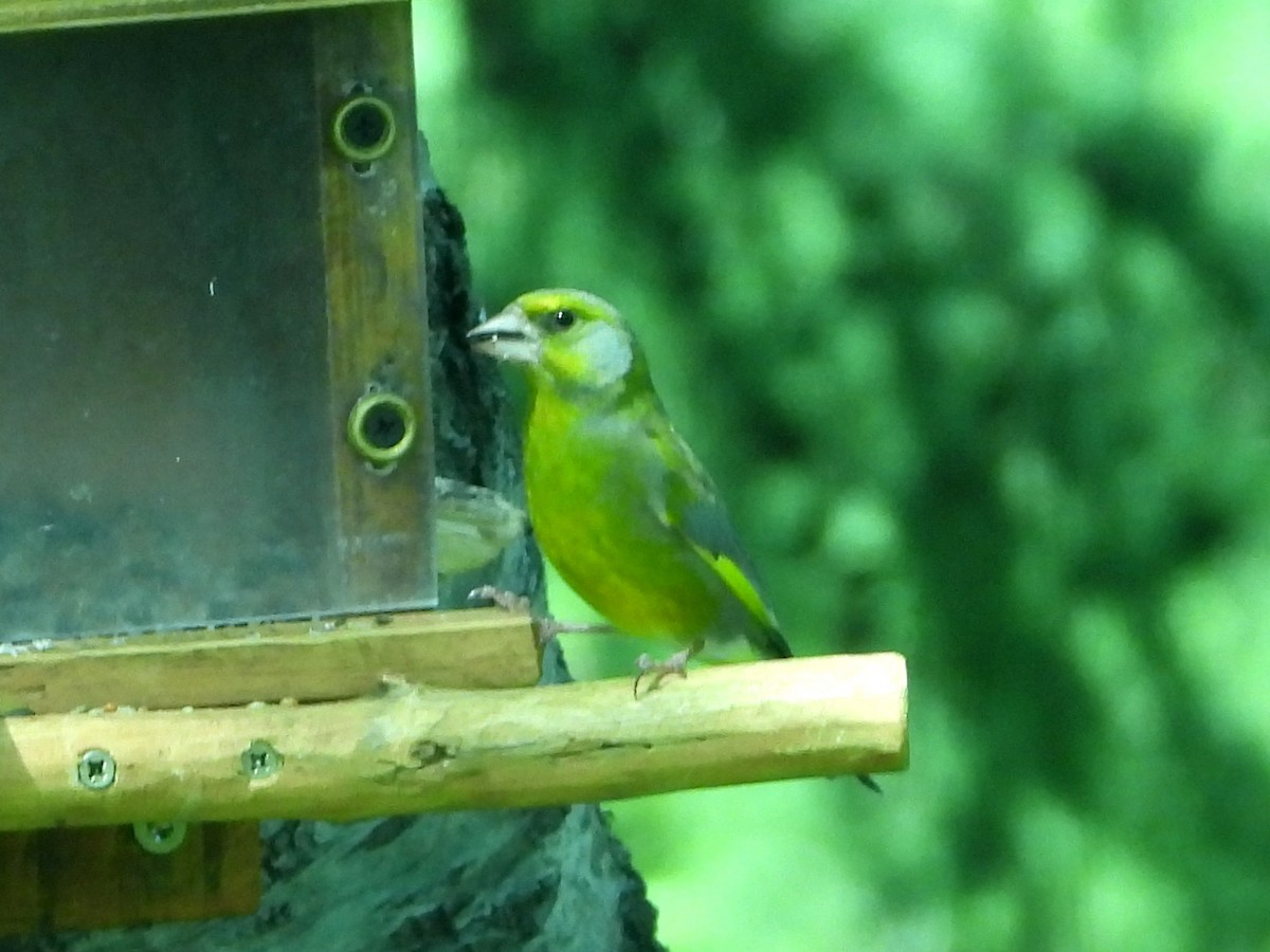 European Greenfinch - ML638302338