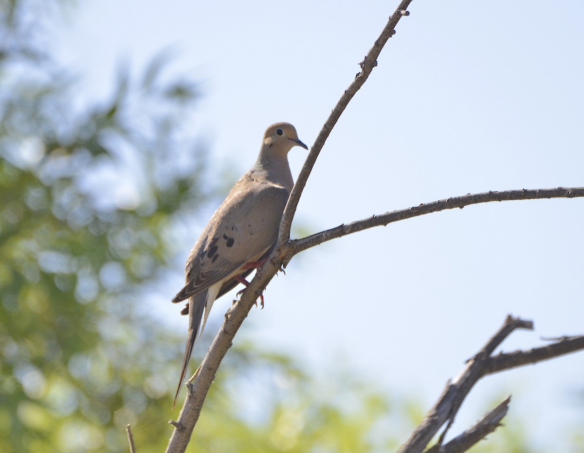 Mourning Dove - ML638302351