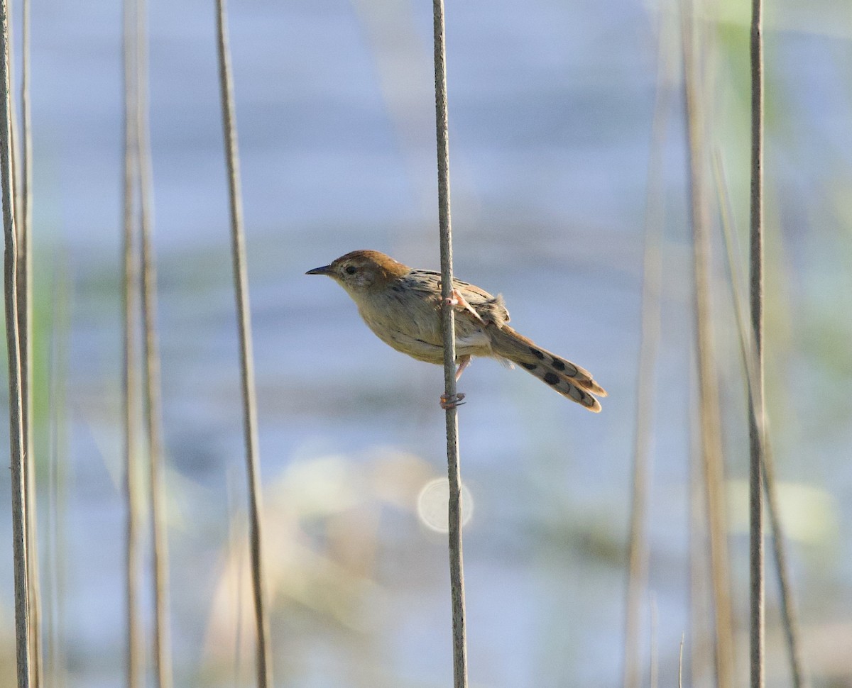 Levaillant's Cisticola - ML638302353