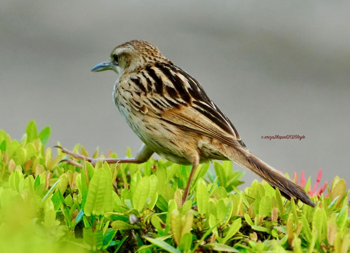 Striated Grassbird - ML638302366