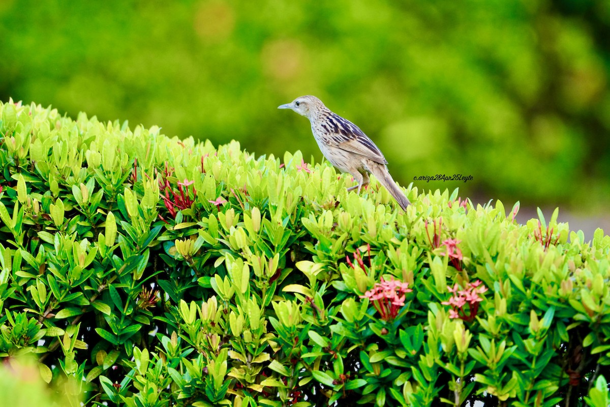 Striated Grassbird - ML638302369