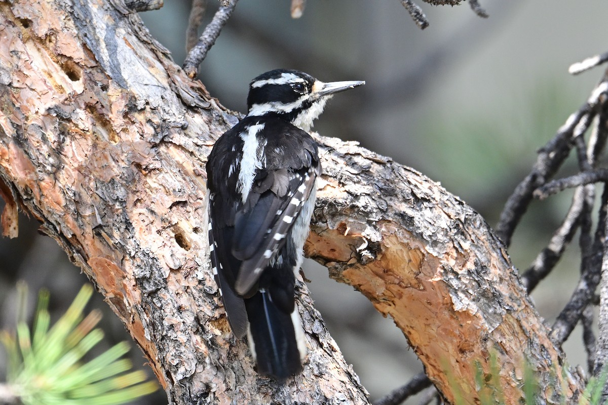 Hairy Woodpecker - ML638302372