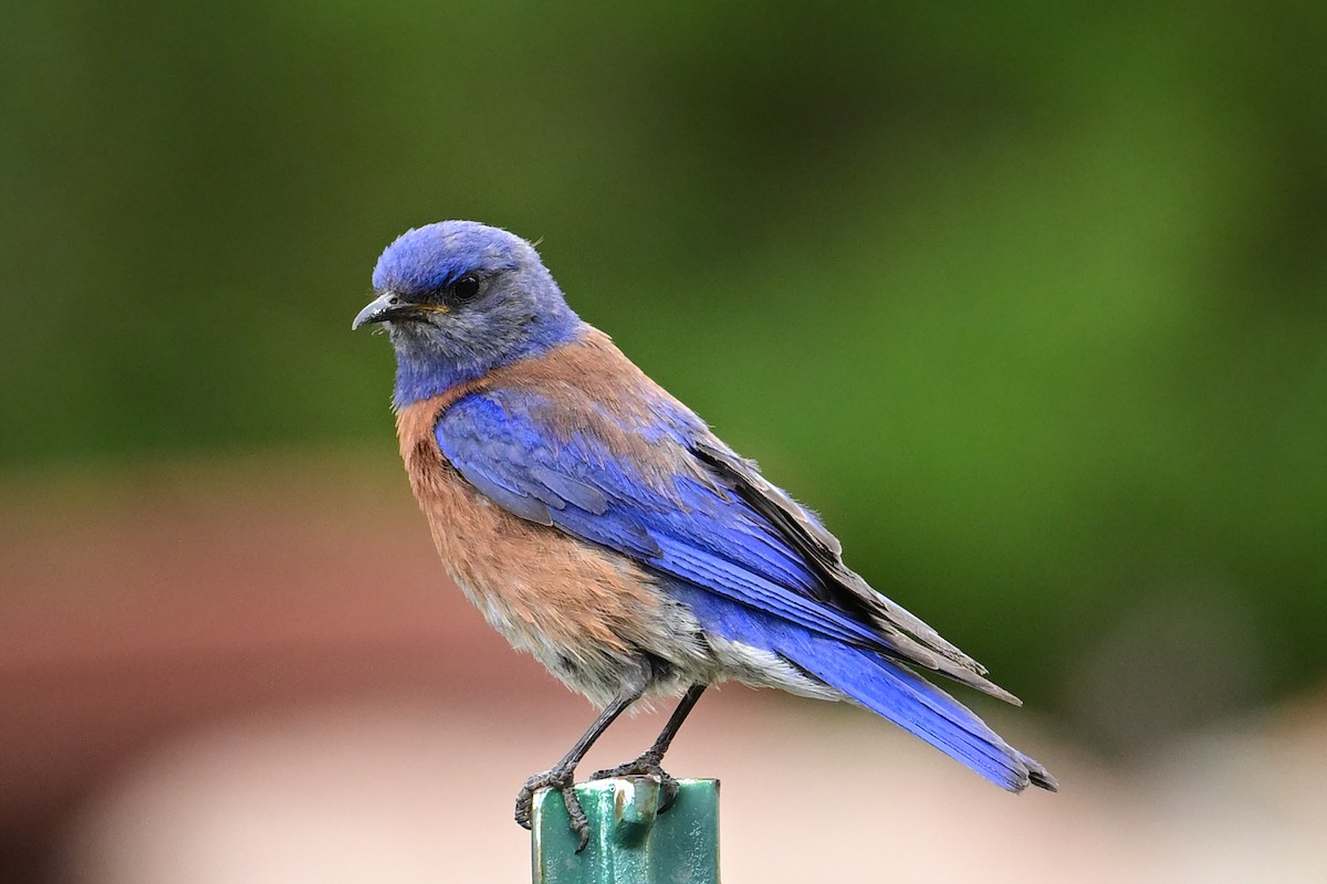 Western Bluebird - ML638302373