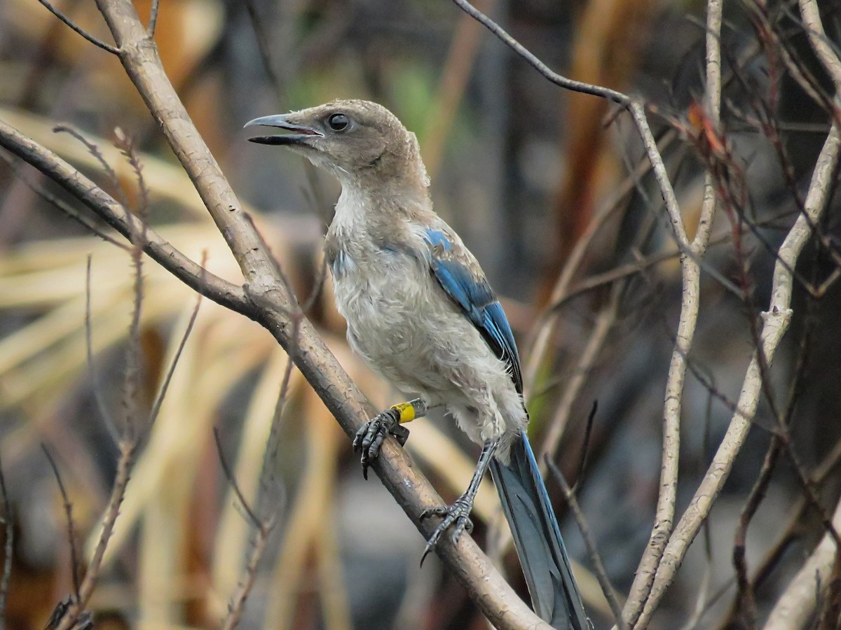 Florida Scrub-Jay - ML638302375
