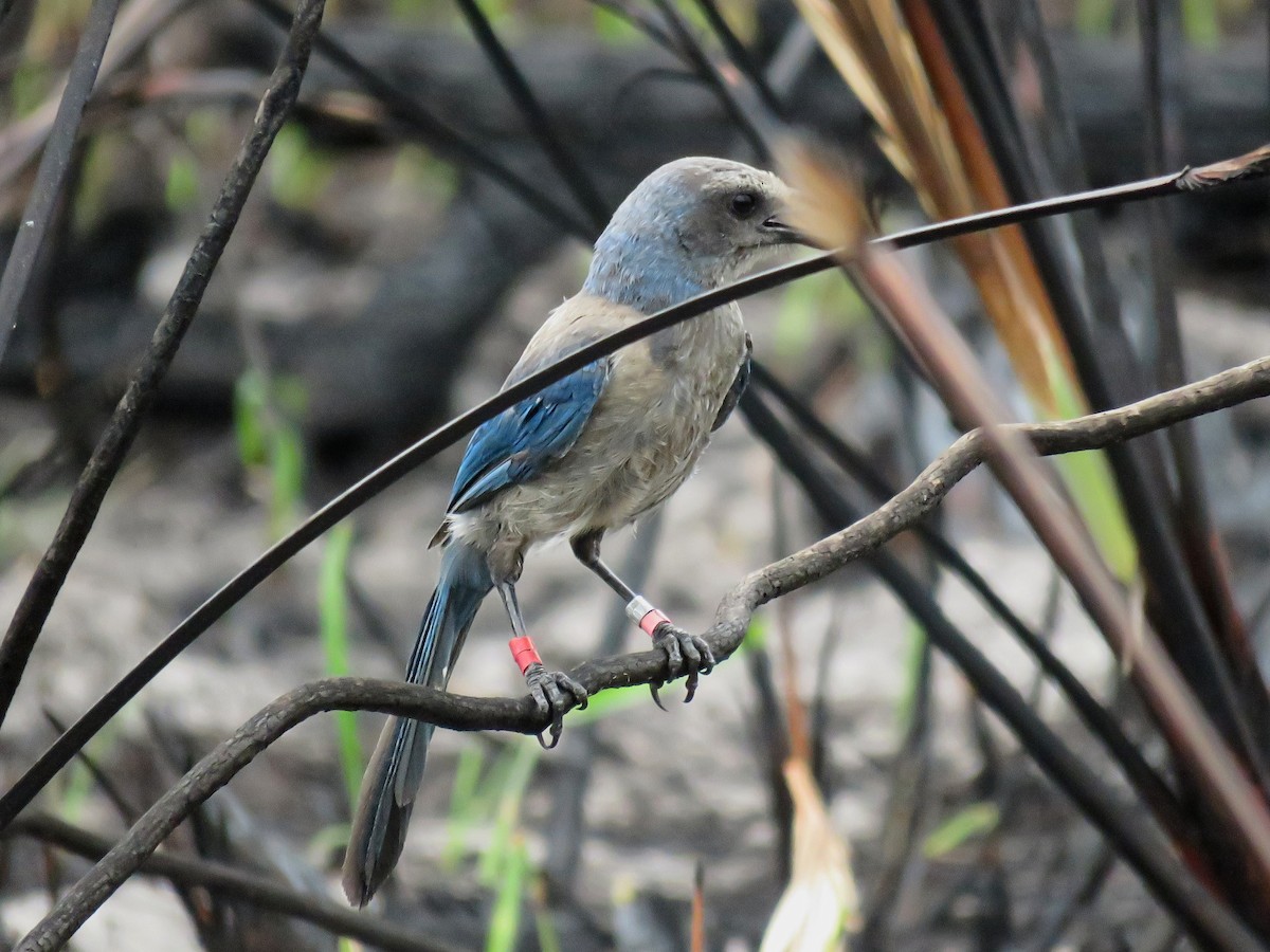 Florida Scrub-Jay - ML638302377
