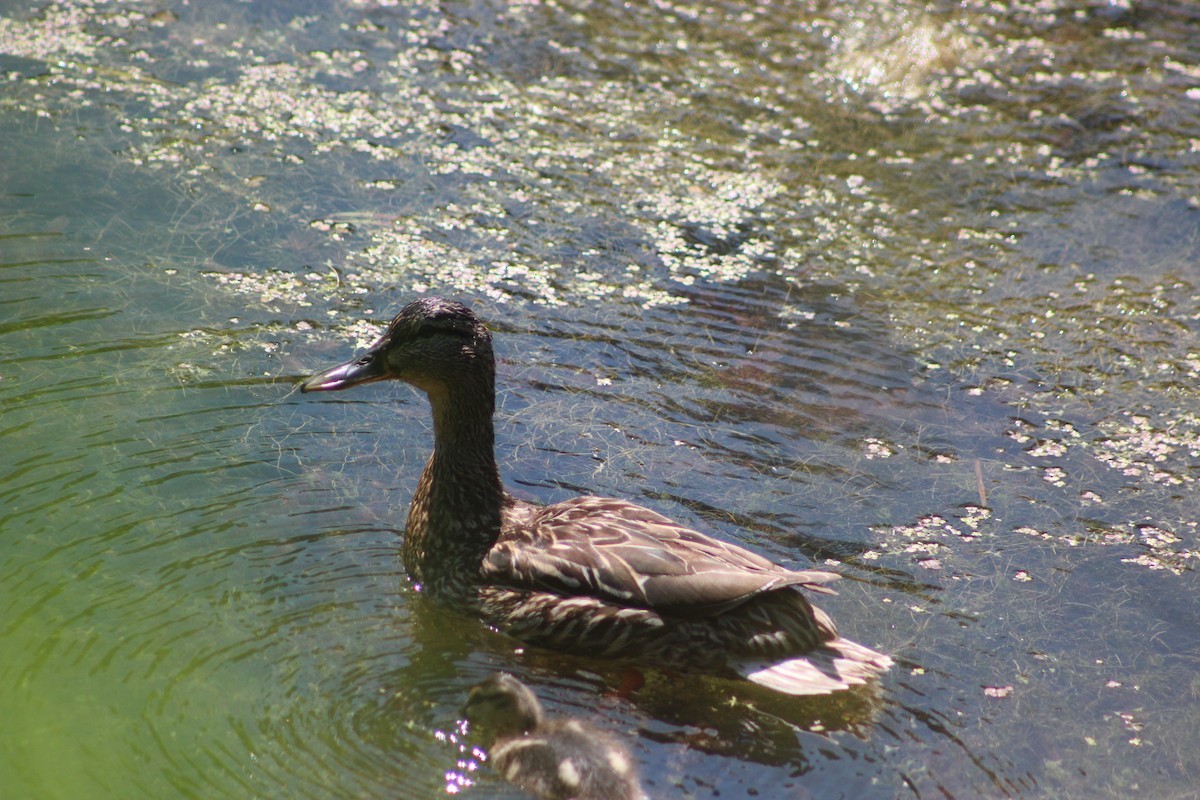 Зэрлэг нугас - ML638302378