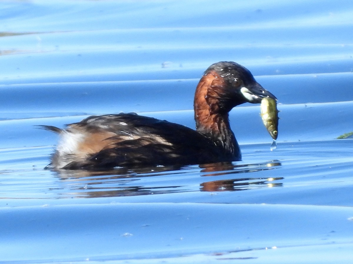 Little Grebe - ML638302380