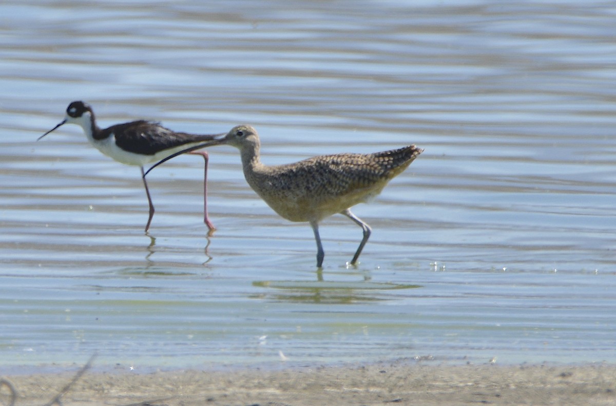 Long-billed Curlew - ML638302383