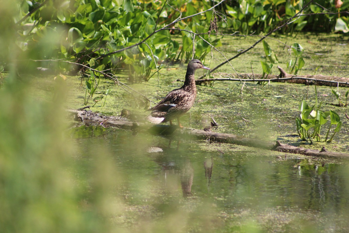 Зэрлэг нугас - ML638302384