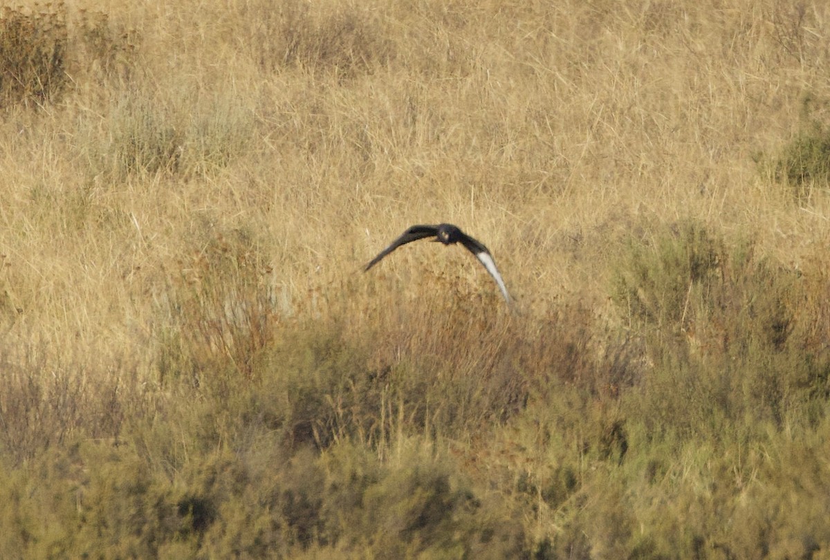 Black Harrier - ML638302386