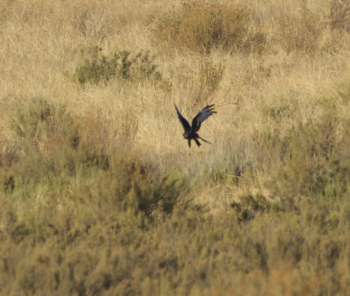 Black Harrier - ML638302391