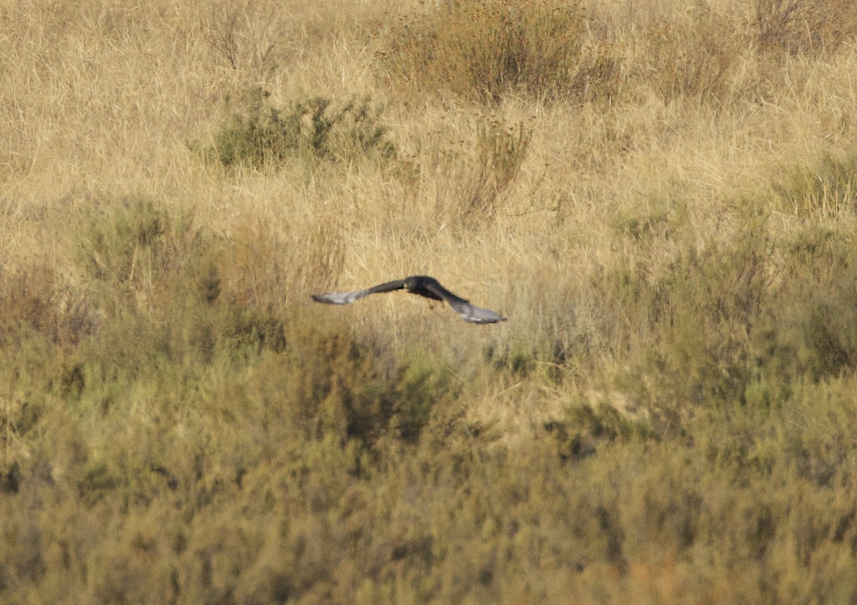 Black Harrier - ML638302393