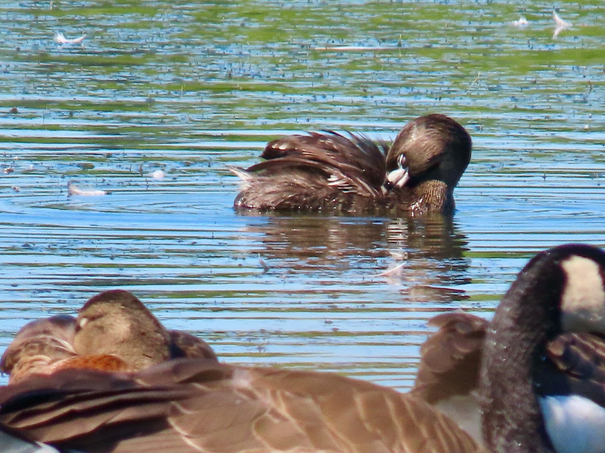 Pied-billed Grebe - ML638302396