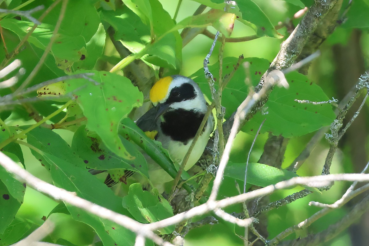 Golden-winged Warbler - ML638302401