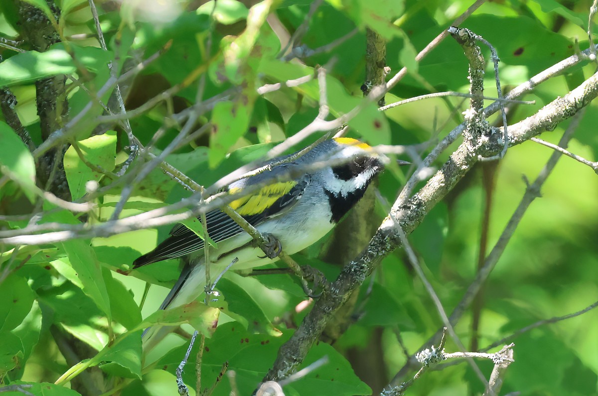 Golden-winged Warbler - ML638302402