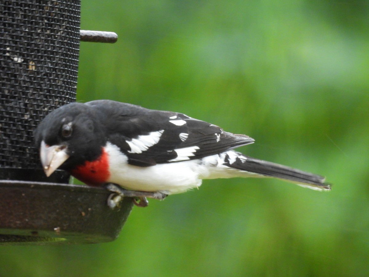 Rose-breasted Grosbeak - ML638302403