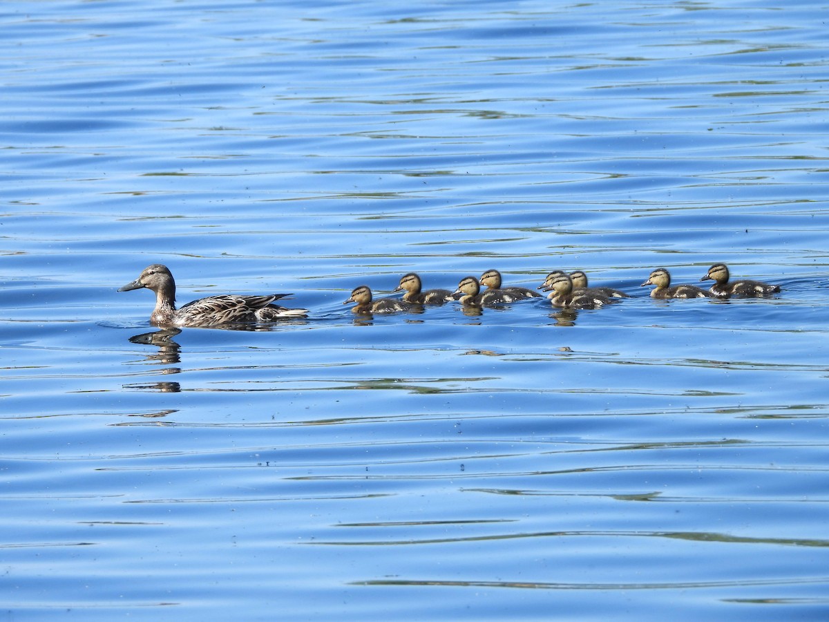 Mallard - ML638302405