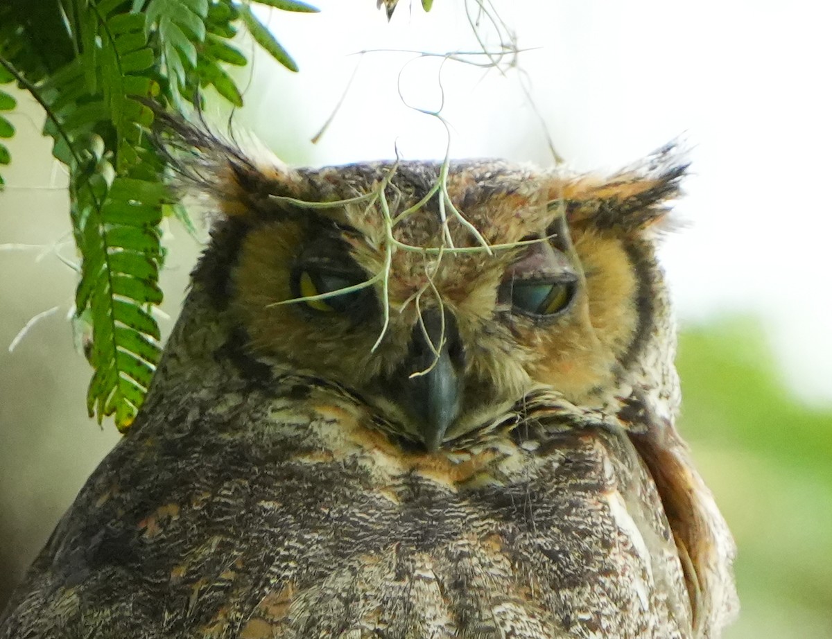 Great Horned Owl - ML638302410