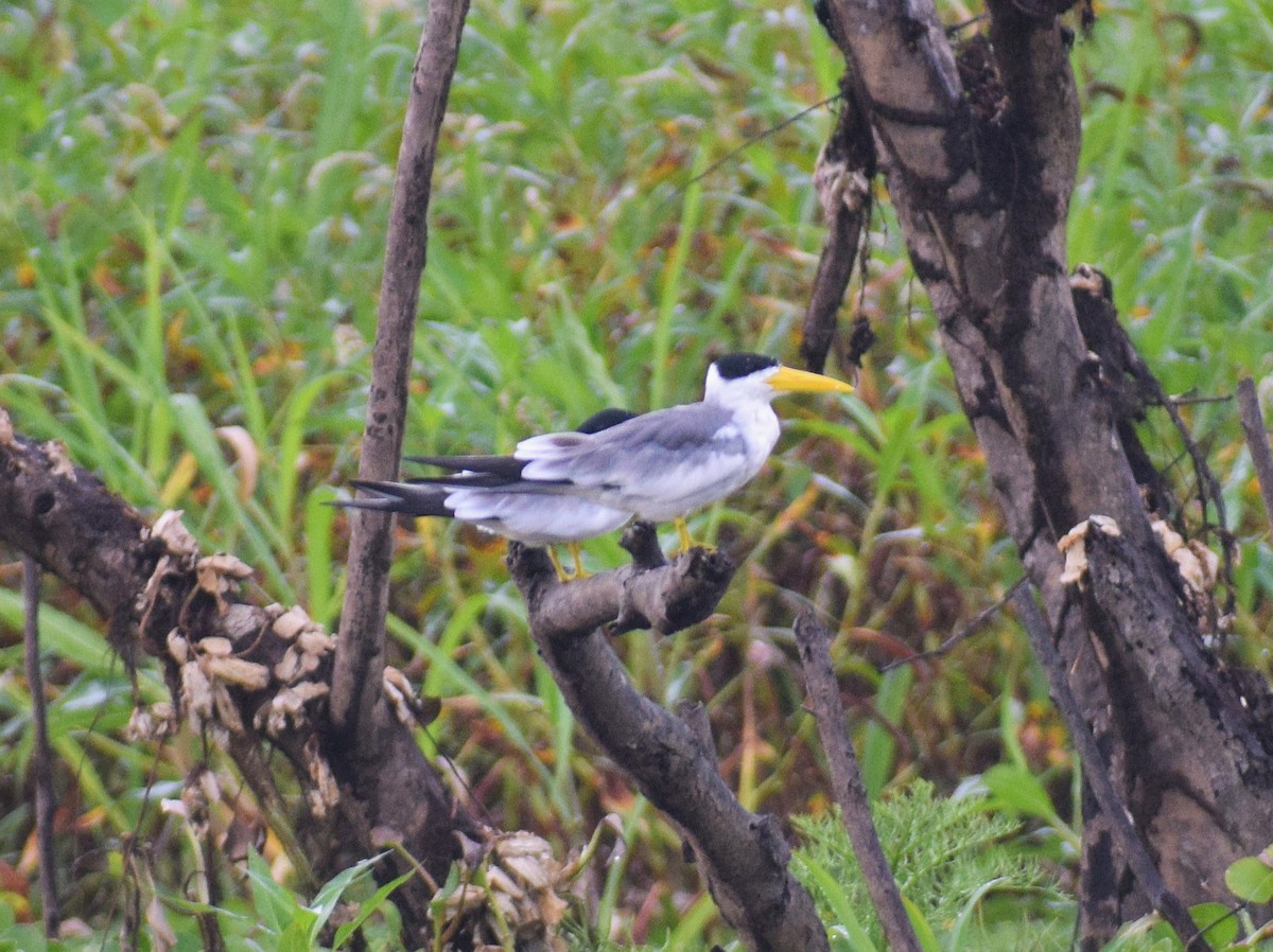 Large-billed Tern - ML638302414